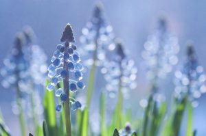 Happy Flowers